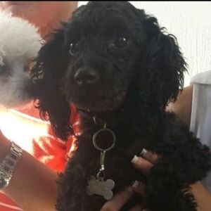 Meet your Posher, Lbf